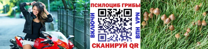 kraken   Кинель  Псилоцибиновые грибы GOLDEN TEACHER 